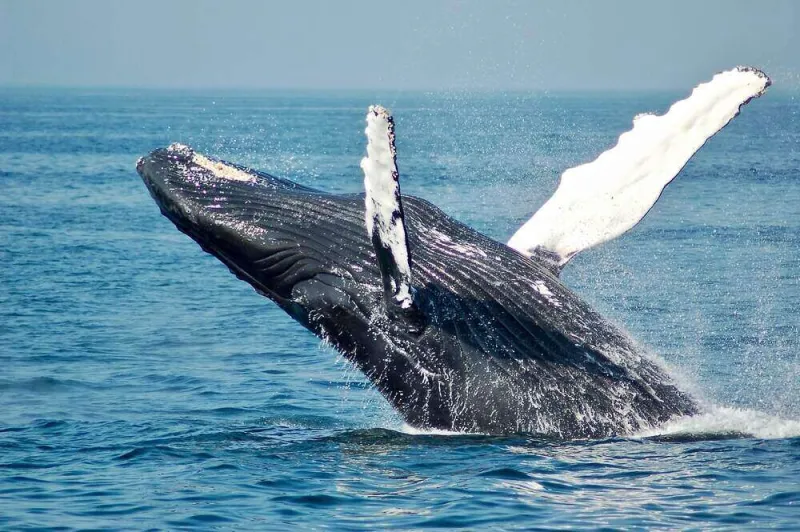 whale pic